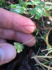 Ranunculus fascicularis