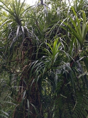 Freycinetia formosana