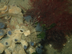 Bispira polyomma