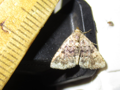 Metalectra miserulata