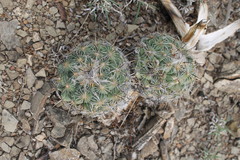 Coryphantha pallida