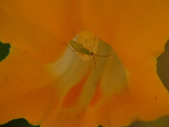 Engytatus modestus