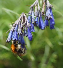 Moltkia suffruticosa