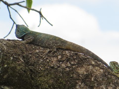 Acanthocercus atricollis