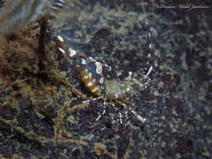 Periclimenes yucatanicus