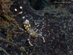 Periclimenes yucatanicus