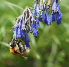 Moltkia suffruticosa