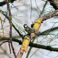Parus major