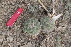 Coryphantha pallida