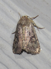 Nudorthodes texana