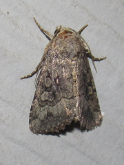 Nudorthodes texana