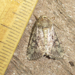Nudorthodes texana