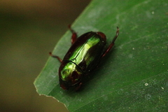 Pelidnota glaberrima