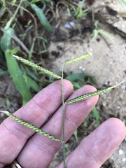 Urochloa mosambicensis