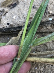 Urochloa mosambicensis