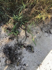 Urochloa mosambicensis