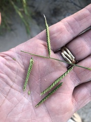 Urochloa mosambicensis