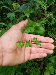 Galium californicum