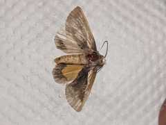 Lepidoptera