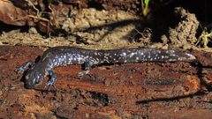 Ambystoma 'unisexual complex'