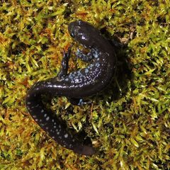 Ambystoma 'unisexual complex'