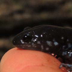 Ambystoma 'unisexual complex'