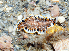 Prostheceraeus floridanus