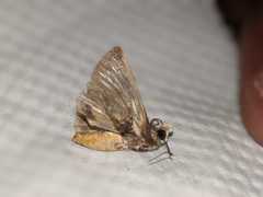 Lepidoptera