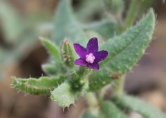 Anchusa undulata