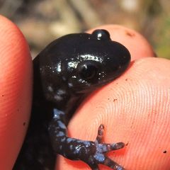 Ambystoma 'unisexual complex'