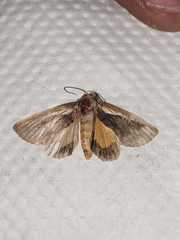 Lepidoptera
