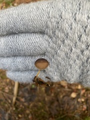 Strobilurus esculentus