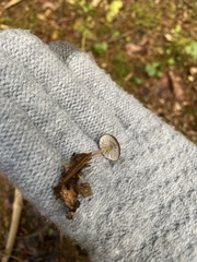 Strobilurus esculentus