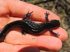 Ambystoma 'unisexual complex'