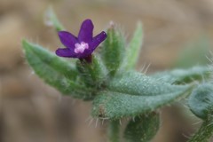 Anchusa undulata