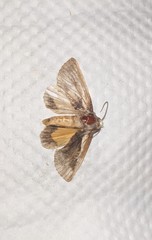 Lepidoptera