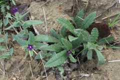 Anchusa undulata