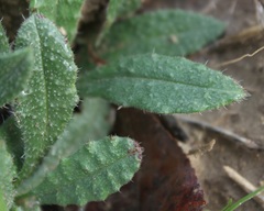 Anchusa undulata