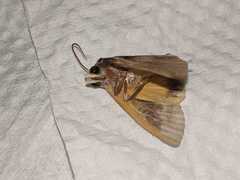 Lepidoptera