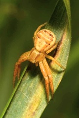 Xysticus ulmi
