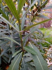Nerium oleander
