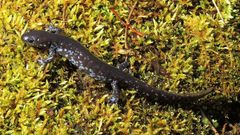 Ambystoma 'unisexual complex'
