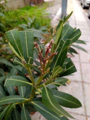 Nerium oleander