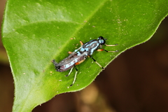 Raphiocera