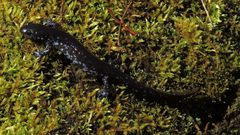 Ambystoma 'unisexual complex'