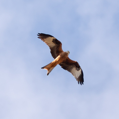 Milvus milvus