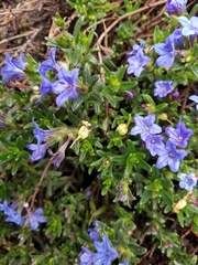 Glandora diffusa