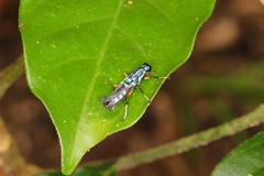 Raphiocera