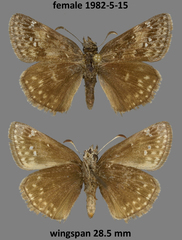 Erynnis afranius