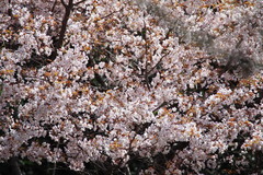 Prunus jamasakura